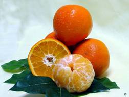 Sugar Belle oranges